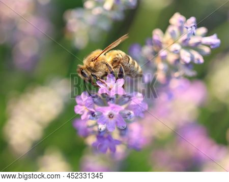 Lavandula Angustifolia, Apis Mellifica, Lavender Pollinating Bee, Insect On Purple Garden Flower