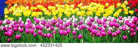Colorful Growing Tulips Rows Flowerbed At Spring Day, Toned