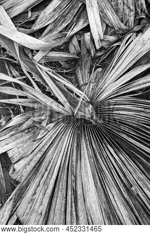 Dry Palm Leaves On A White Background.flat Lay. Top View. Copy Space.