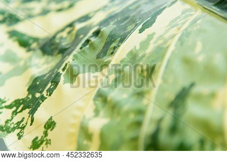 Closeup To Little Fresh  Alocasia Macrorrhizos  Variegated