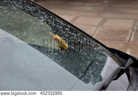 A Small Sparrow Crashed Into A Car Window And Remained Dead Lying On The Glass. Unsafe Clash With Bi