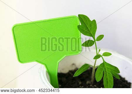 Tomato Seedlings With Gardening Board On A Grey Background. Young Tomato Sprouts In Pots. The Concep