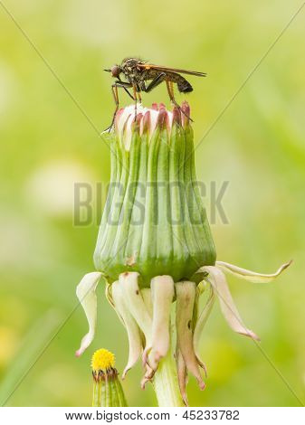 Ugly Fly Sitting On An Hawkbit