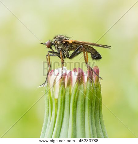 Ugly Fly Sitting On An Hawkbit