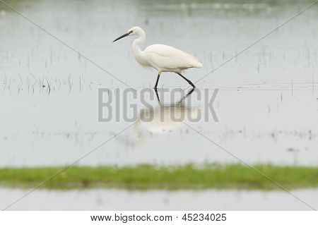Egretta Garzetta eller lille hvid hejre