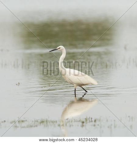 Egretta Garzetta eller lille hvid hejre