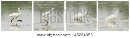 Egretta Garzetta eller lille hvid hejre fotoserie