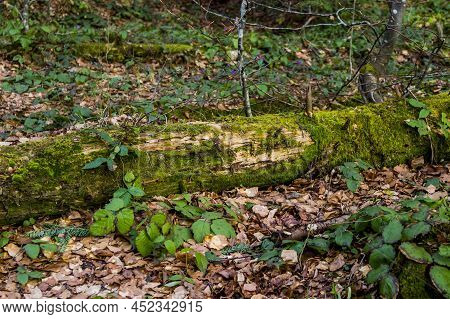 A Fallen Trunk Of Spruse Tree Covered With Moss In Deep Forest, Skole Beskids National Nature Park, 