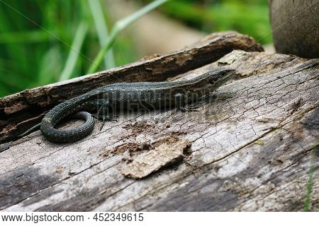Closeup On A European Live Bearing Lizard, Zootoca Vivpare, Sitting On Wood In The Field