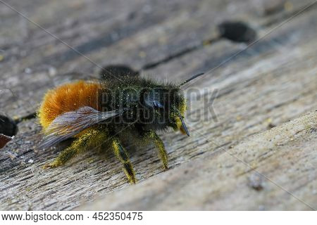 Closeup Of A Fluffy And Colorful Female European Horned Mason Bee, Osmia Cornuta, Sitting On The Gro