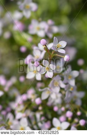 Narrow-leaved Boronia Pink Star Flowers In The Spring