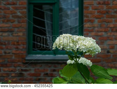 White Hydrangea On The Background Of A House With A Window