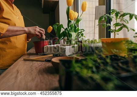 Woman Planting Tomato Seeds In A Flower Pot