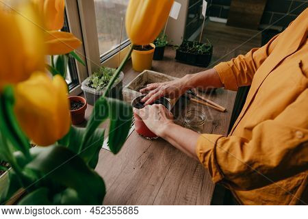Woman Planting Tomato Seeds In A Flower Pot