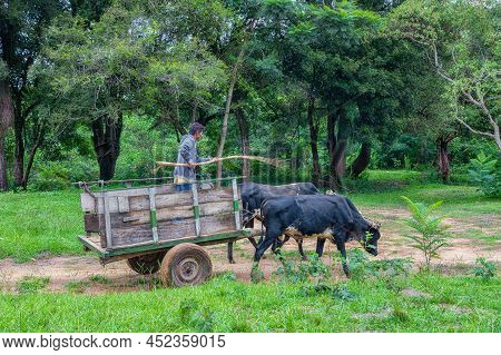 Natalicio Talavera, Guaira, Paraguay - March 19, 2022: A Poor Farmer With Ox Cart In The Paraguayan 