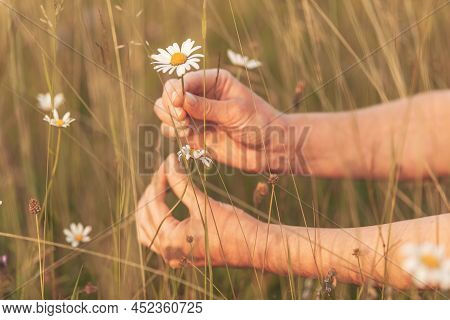 Show Of Tenderness And Care. Advertising Of Medicines Based On Natural Products. Step By Step Prepar