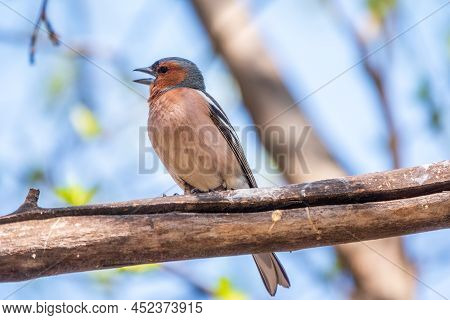 Common Chaffinch, Fringilla Coelebs, Sits On A Branch In Spring On Green Background. Common Chaffinc