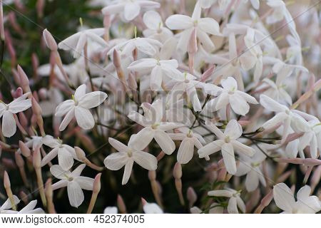 The White Clusters Of Jasmine Flowers, Also Known As Jasminum Polyanthum