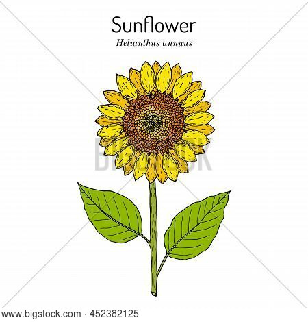 Sunflower Helianthus Annuus , Edible And Ornamental Plant. Hand Drawn Botanical Vector Illustration
