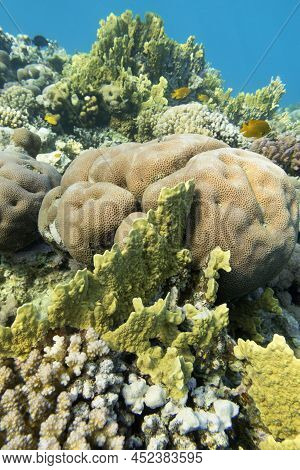 Colorful Coral Reef At The Bottom Of Tropical Sea, Hard Corals, Underwater Landscape