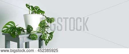 Monstera Monkey Mask Or Obliqua Or Adansonii
