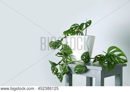 Monstera Monkey Mask Or Obliqua Or Adansonii