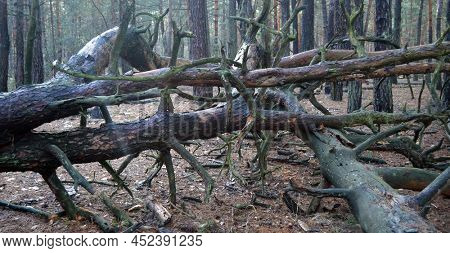 Pine forest in Kiev Region,Ukraine. Natyre of Eastern Europe