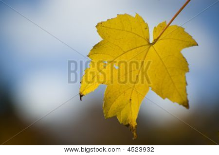 Golden Maple Leaf