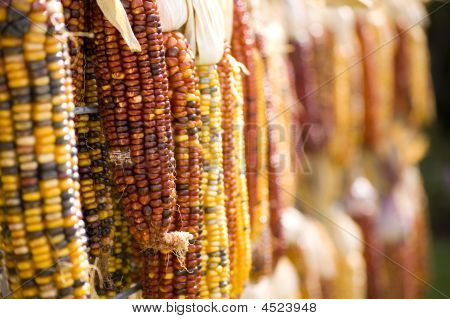 Indian Corn perspektiv