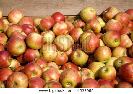 Apple bunke