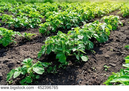 Potato Plants In Rows On A Kitchengarden Farm Springtime With Sunshine
