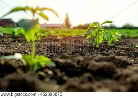 Paprika Plant Growing In Rows In The Self-supporting Kitchen Garden Farm