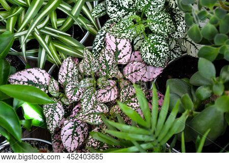 House Plants. Greenery. Home Potted Plant Top View. Epipremnum. Syngonium. Aichryson. Chlorophytum. 