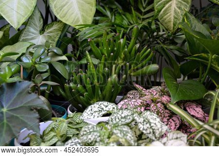 House Plants. Greenery. Home Potted Plant Top View. Epipremnum. Syngonium. Aichryson. Chlorophytum. 