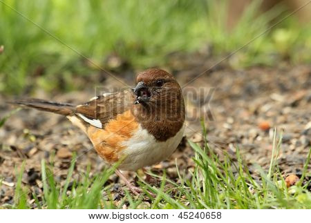 Kvindelige østlige Towhee, Pipilo Erythrophthalmus