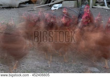 Fast Restless Flock Of Hens With Motion Blur In Long Exposure, Domestic Animals In Countryside Yard 