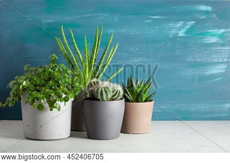 green houseplants cactus succulent aloe vera, gasteria duval, pilea depressa, parodia warasii