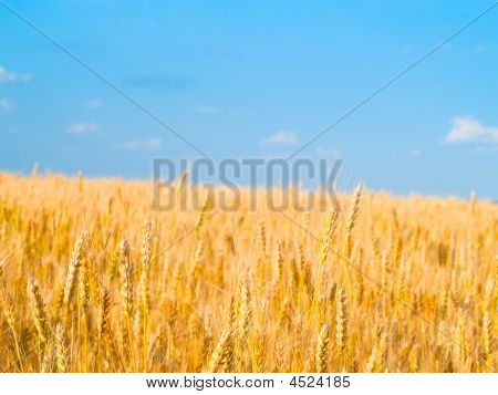 Wheaten campo