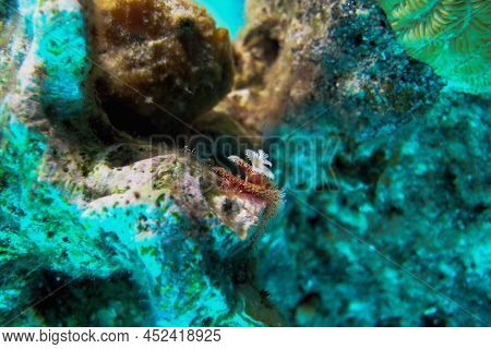 White And Red Christmas Tree Worm Spirobranchus Giganteus In Bonaire Marine Park