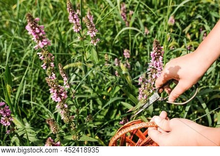 Lythrum Salicaria, Purple Loosestrife, Spiked Loosestrife, Purple Lythrum Herb Is Collected By Hand