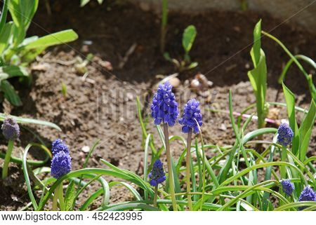 Muscari Armenian - A Kind Of Bulbous Plants Of The Genus Viper Onion. Family Of Asparagus. Close-up 