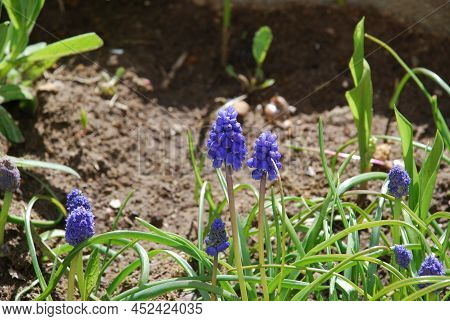 Muscari Armenian - A Kind Of Bulbous Plants Of The Genus Viper Onion. Family Of Asparagus. Close-up 