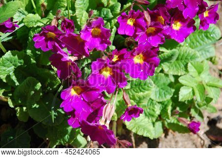 Primrose Flowers From The Greek \'primus\'. This Is An Early, First, Flower So Named For Its Very Ea