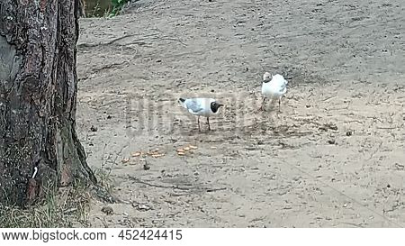 Two Seagulls On The Beach Sand. Summer Day Sandy Beach, Cookies Are Scattered On The Sand, Two Seagu