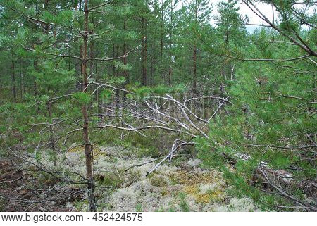 Slender Trunks Of Young Pines. Summer Day In The Forest. Straight Trunks Of Young Pines With Long Br