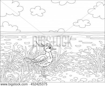 Small Funny Lapwing Walking Among Grass Near A Sea On A Sunny Summer Day, Black And White Outline Ve