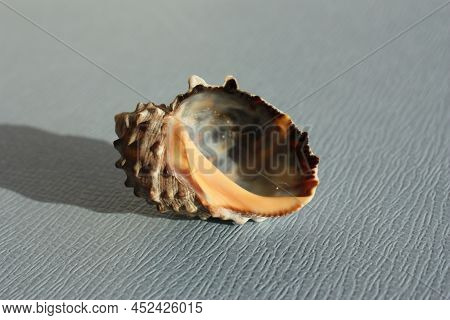 Seashell Of Sea Snail Widemouth Rockshell Or Wide-mouthed Purpura, Wide-mouthed Dye Shell (plicopurp