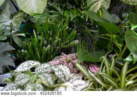 House Plants. Greenery. Home Potted Plant Top View. Epipremnum. Syngonium. Aichryson. Chlorophytum. 