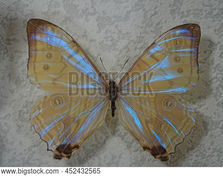Butterfly Morpho Aurora. A Species Of Butterfly In The Genus Morpho Of The Family Nymphalidae. High 
