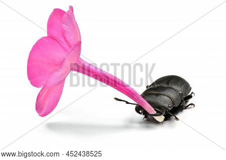 Male Lesser Stag Beetle, Dorcus Parallelipipedus Hold Violet Flower Of Phlox In Jaw On White Backgro